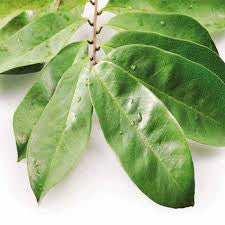 Dried Soursop Leaves