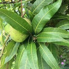 DRIED MANGO LEAVES